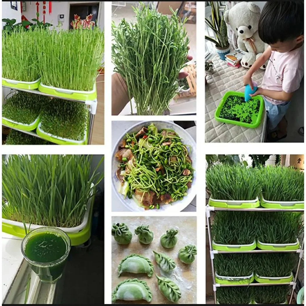 Hydroponic Microgreens Sprouter Tray