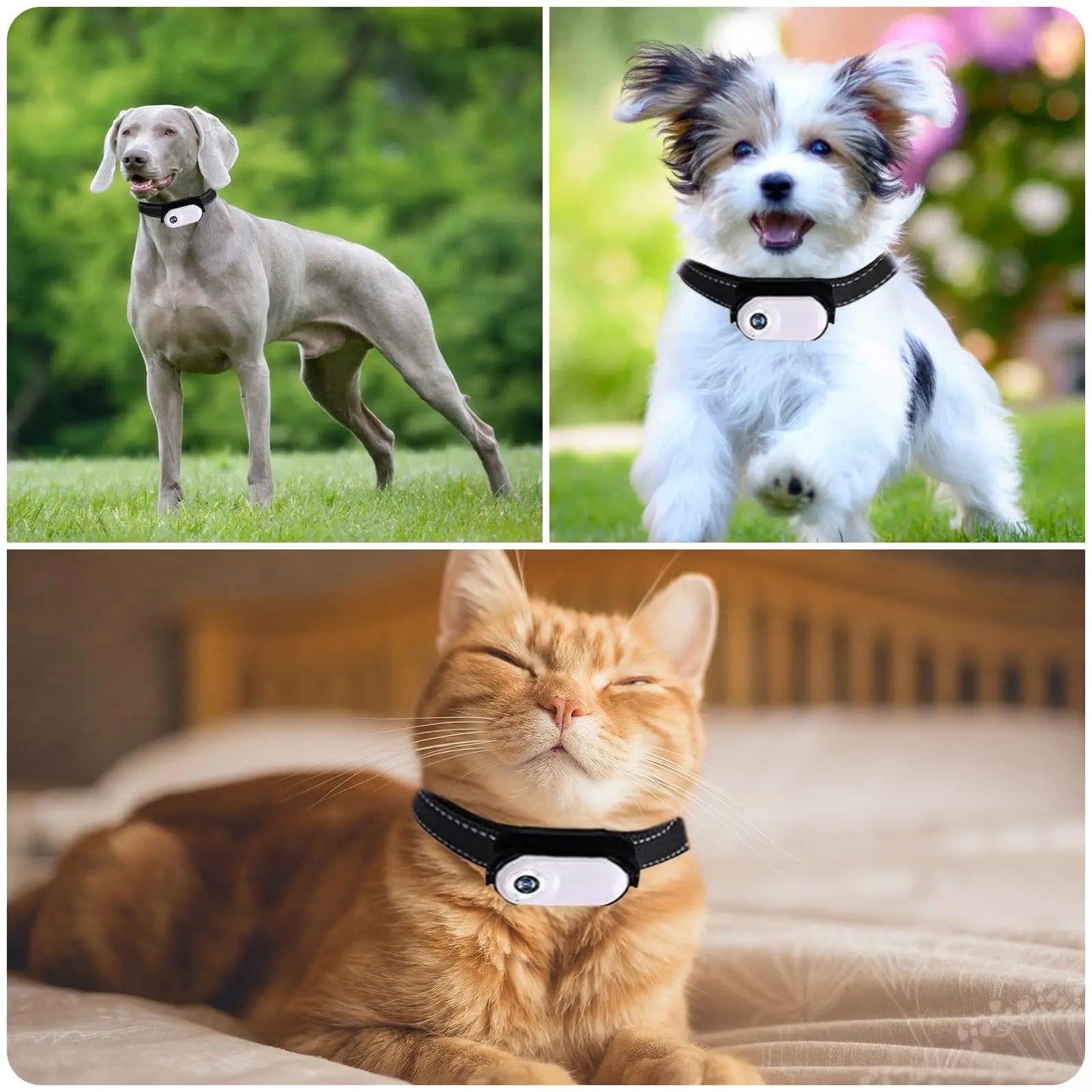 Wireless Pet Collar Camera, Cameras & Monitors 170 ° Wide Angle Lens Mini No-WiFi Needed Action Sport Camera With Video Records
